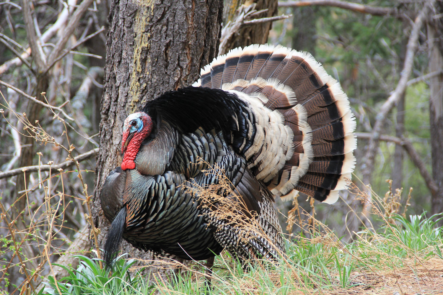 Merriam's Turkey Hunts - Outfitters in Colorado